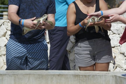 Krydstogtselskab bør boykotte center, hvor havskildpadder lider