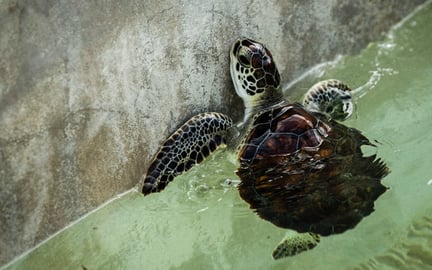 Havskildpadder lider under unaturlige forhold på Cayman Turtle Centre