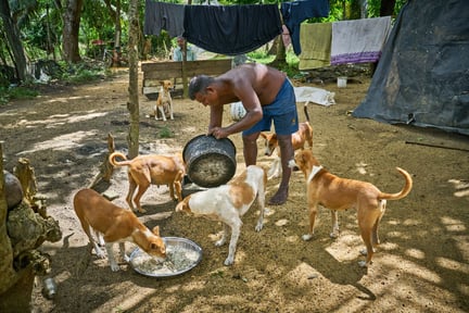 Vi hjælper tusindvis af dyr efter oversvømmelser i Sri Lanka
