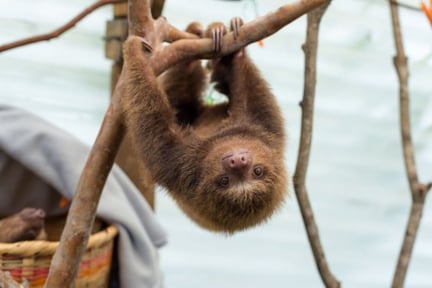 Rescued baby sloths get another chance | World Animal Protection Australia