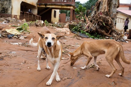 Vi redder hunde og andre dyrs liv i Sierra Leone efter mudderskred – og arbejder for at forhindre en rabiesepidemi i kølvandet på katastrofen.