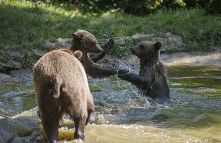 En hunbjørn og hendes to unger havde fundet en smart fidus til et let måltid: At tigge mad fra turister. Myndighederne ville skyde bjørnene – men i sidste øjeblik blev de reddet af vores partnerorganisation.