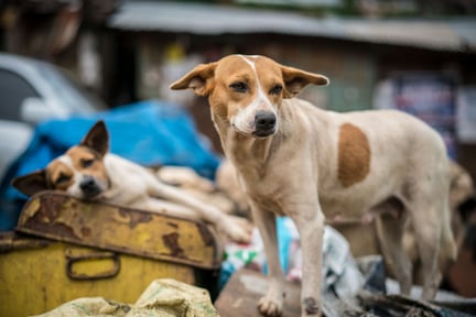Millioner af hunde hvert år aflivet af frygt for rabies. Men løsningen er vaccinationer - ikke masseaflivninger.