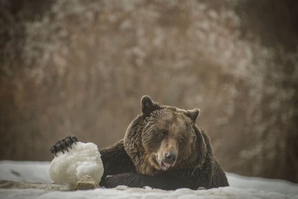 En reddet bjørn nyder livet i reservatet i Pakistan - World Animal Protection
