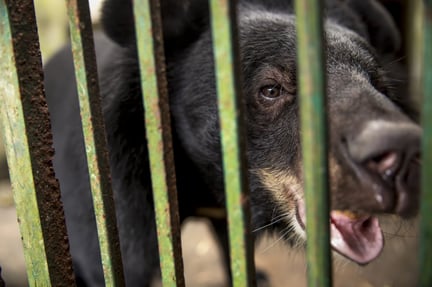 Bjørn befriet fra bjørnegaldeindustrien i Vietnam - World Animal Protection