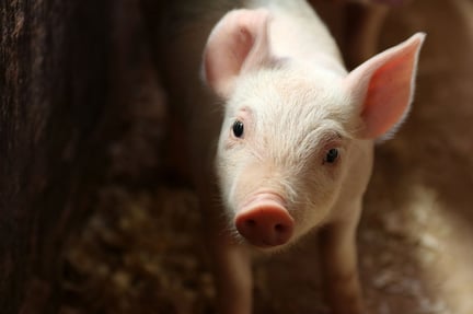 Den store kinesiske svineproducent Dexing forpligter sig til bedre svinevelfærd