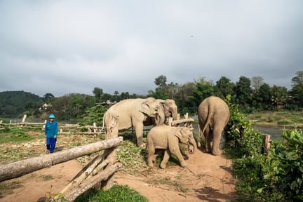 Glade elefanter i Mandalao