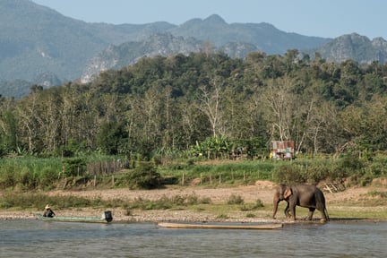 En elefant i MandaLao Elephant Conservation, som vi støtter - World Animal Protection