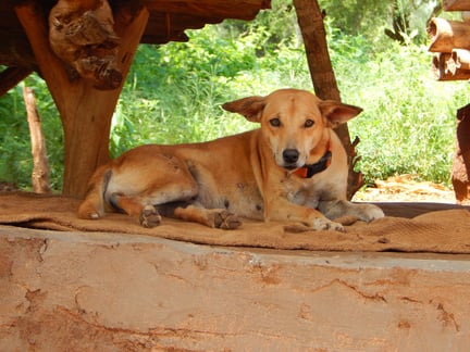 I 2016 fortalte vi første gang om Bruno. Vi fejrede, at vi havde givet over 1 mio. vaccinationer til hunde i rabiesplagede lande – heriblandt Bruno, der bor i Kenya.