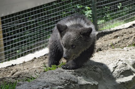 I det bjørnereservat, vi finansierer i Rumænien, får reddede bjørne en ny chance i livet.