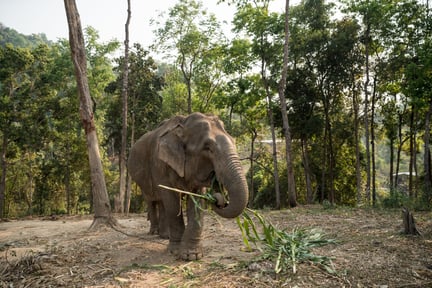 Vi hjælper Happy Elephant Care Valley i Chiang Mai med at give dyrene et bedre liv og blive en elefantvenlig turistattraktion.