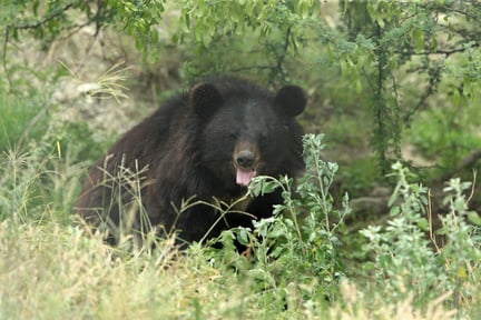 En af de bjørne, vi sammen med vores partnerorganisation har reddet i Pakistan