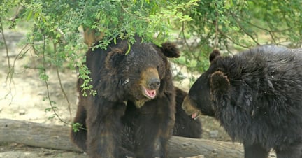 Bjørnene nyder livet i reservatet, vi finansierer i Pakistan