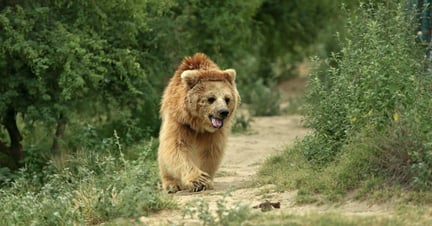 Bjørnen Bhoori traver glad gemmen Balkasar-reservatet i Pakistan.