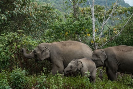 Nu får elefanter, der tidligere har været tvunget til hårdt arbejde i Thailands turistindustri, en helt ny tilværelse. Vi støtter projektet, der drives af Mahouts Elephant Foundation.