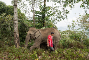 Vores nye undersøgelse viser, at ikke bare elefanterne, men også mange mahoutter lever under elendige forhold ved turistattraktioner i Thailand.
