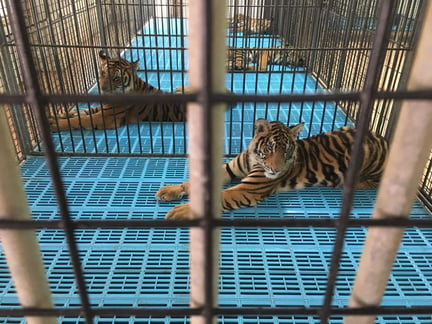 Ved mange turistattraktioner i Thailand avler man tigerunger for at bruge dem til turistselfies.