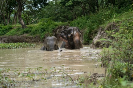 Europas første elefantreservat – Elephant Haven – er snart klar til at tage imod de første beboere.