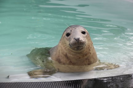 Vi støtter Hillswick Wildlife Sanctuary på Shetlandsøerne, der redder, rehabiliterer og genudsætter nødstedte havpattedyr. 