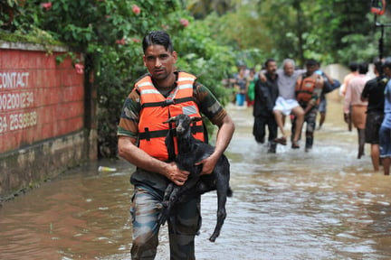 Vi hjalp tusindvis af dyr, da delstaten Kerala i Indien i august 2019 blev ramt af voldsomme oversvømmelser. AFP Photo / Manjunath Kiran