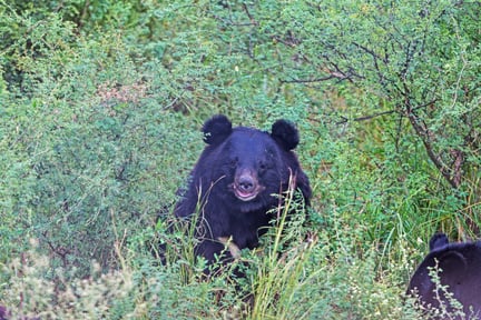 I Balkasar-reservatet får reddede bjørne et godt liv