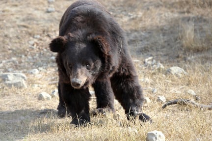 Bjørnene i reservatet i Balkasar går typisk ikke i hi de første to år, efter at vi har reddet dem fra fangenskab.