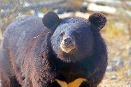 I Balkasar-reservatet i Pakistan får reddede bjørne en ny chance i livet.