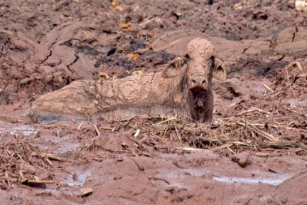 En ko fanget i mudderet, efter at en dæmning er brudt sammen i Brasilien.