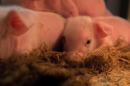 Grise fra en svinefarm i Holland, der har fokus på dyrenes velfærd