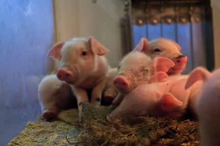 Grise på en svinefarm i Holland
