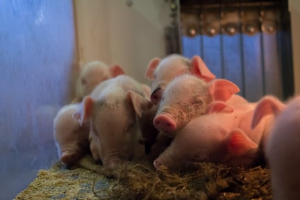 Pattegrise på en svinefarm med bedre dyrevelfærd i Holland