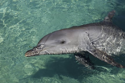 Fra slutningen af i år vil det globale rejsesite TripAdvisor ikke længere markedsføre eller sælge billetter til attraktioner, hvor delfiner eller andre hvaler underholder turister. 