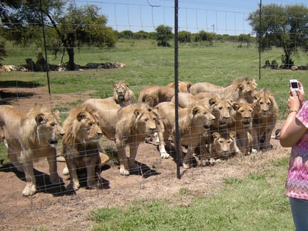 I takt med efterspørgslen på traditionel medicin stiger antallet af ”avlsfabrikker” med løver og tigre voldsomt i Sydafrika og Asien. 