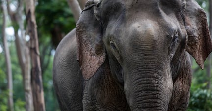 Den 50 år gamle elefant Zach blev i sommer frikøbt med henblik på, at han skal flytte ind i Elephant Valley Safari