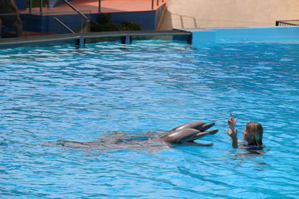 Delfiner i Zoomarine, Portugal, der er indirekte medlem af WAZA