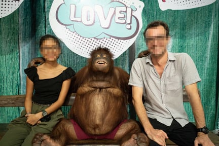 Besøgende i Avilon, Filippinerne, får taget fotos med orangutanger.