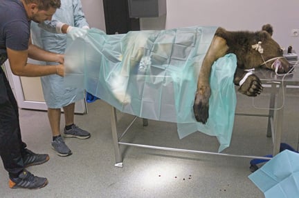 Bjørnen Anima havde næppe overlevet sammenstødet med en bil, hvis vores rumænske partnerorganisation ikke havde reddet hende. Vi har betalt for en akut operation af den hårdt sårede bjørn.