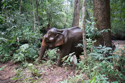 Et voldsomt sygdomsudbrud har givet store økonomiske problemet for et elefantreservat i Cambodia. Vi er nu trådt til for at hjælpe elefanterne, der er reddet fra elendige forhold.