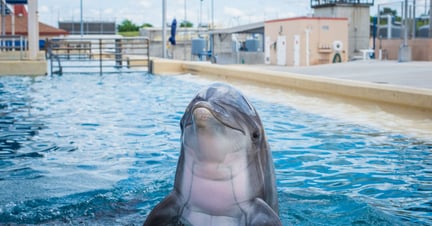 Delfinunderholdning er en multi-milliardindustri, der fører de besøgende bag lyset med usandheder og misinformation. 