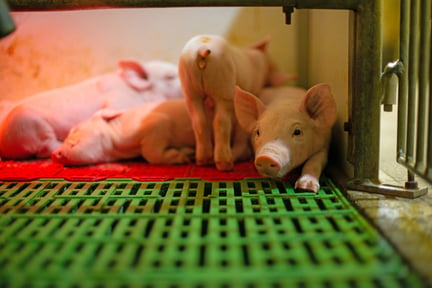 Pattegrise på svinefarm med dårlig velfærd