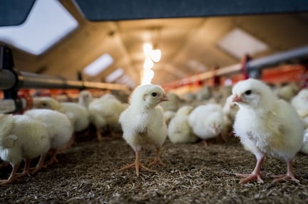 Det er billigere at producere kyllinger med bedre velfærd, end man hidtil har troet. Det viser vores nye rapport.