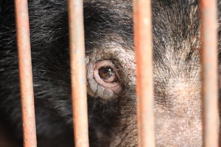 I 2019 lykkedes det vores vietnamesiske partnerorganisation ENV at overtale en ejer af en bjørnegaldefrabrik til at overgive seks af sine bjørne til et redningscenter.