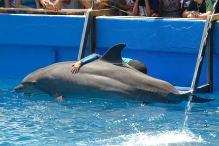 Delfinshow i Miami Seaquarium