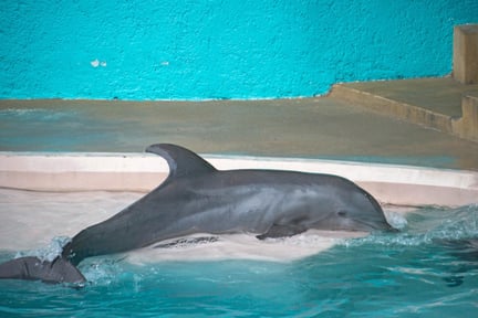 Over 3.000 delfiner lider i fangenskab over hele verden