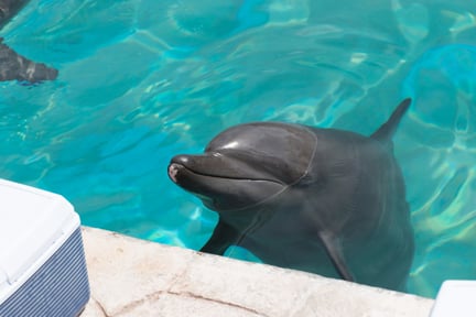 Tusindvis af delfiner verden over udnyttes til underholdning