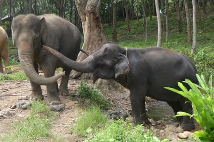 En elefantlejr på den thailandske ø Koh Lanta følger i fodsporene på ChangChill, som vi tidligere har hjulpet til at blive elefantvenlig. 
