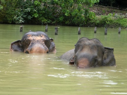 Elefanter bader i Following Giants