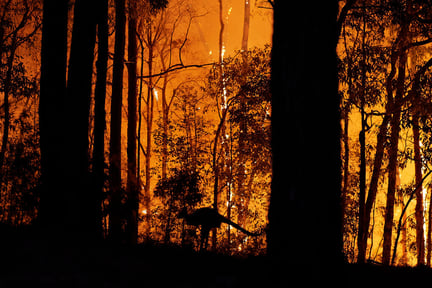 Dyrene kæmper for deres liv i de australske skove, hvor de voldsomme brande har efterladt vilde dyr, landbrugsdyr og kæledyr uden hjem, familie og føde. 