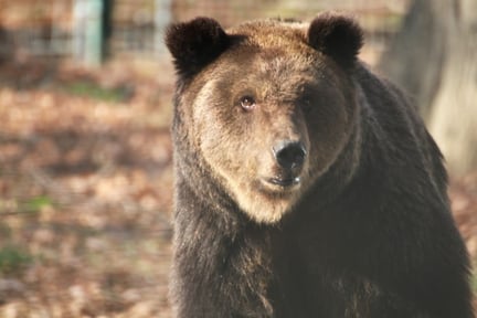 Bjørnen Roxana har fået et nyt liv i reservatet, vi finansierer i Rumænien