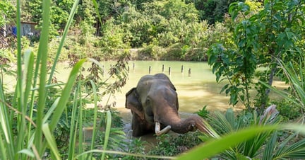 Elefanten Chok tager en svømmetur - Following Giants